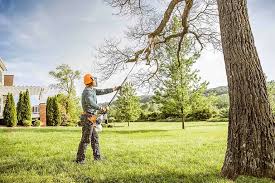 How Our Tree Care Process Works  in  Port Allegany, PA