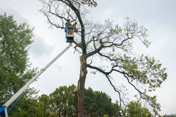 Tree and Shrub Care in Port Allegany, PA