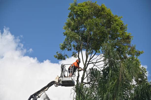 Mulching Services in Port Allegany, PA