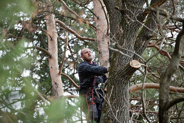 Reliable Port Allegany, PA Tree Services Solutions